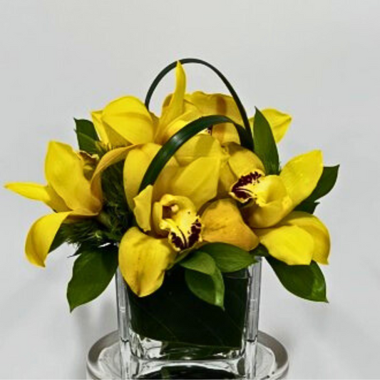 Cymbidium Cube