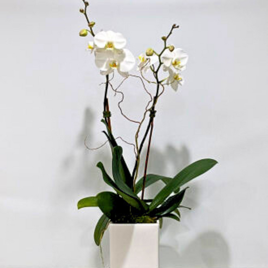 Classic Orchid