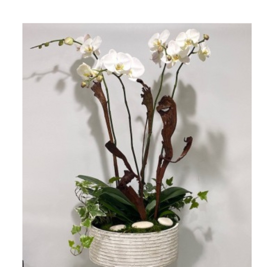 Deluxe Orchid Planter
