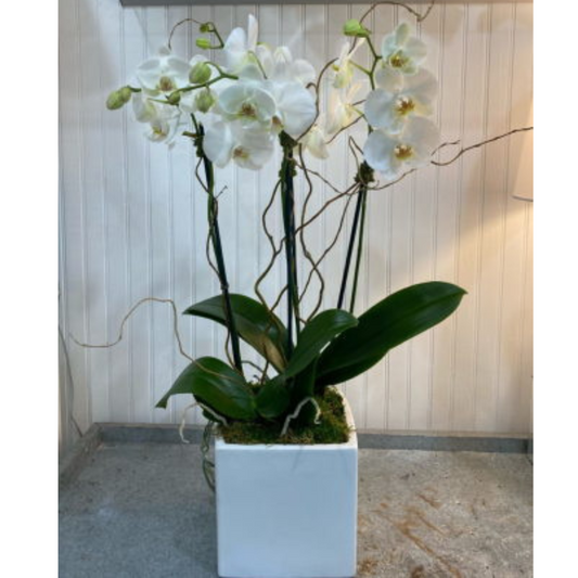 Double the Love Orchid Planter