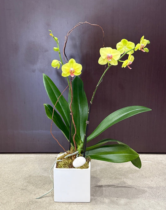 Lemon Drop Orchids