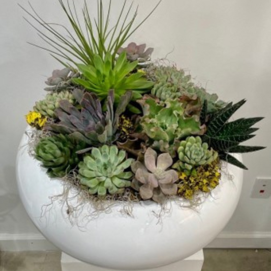 Lavish Succulent Garden