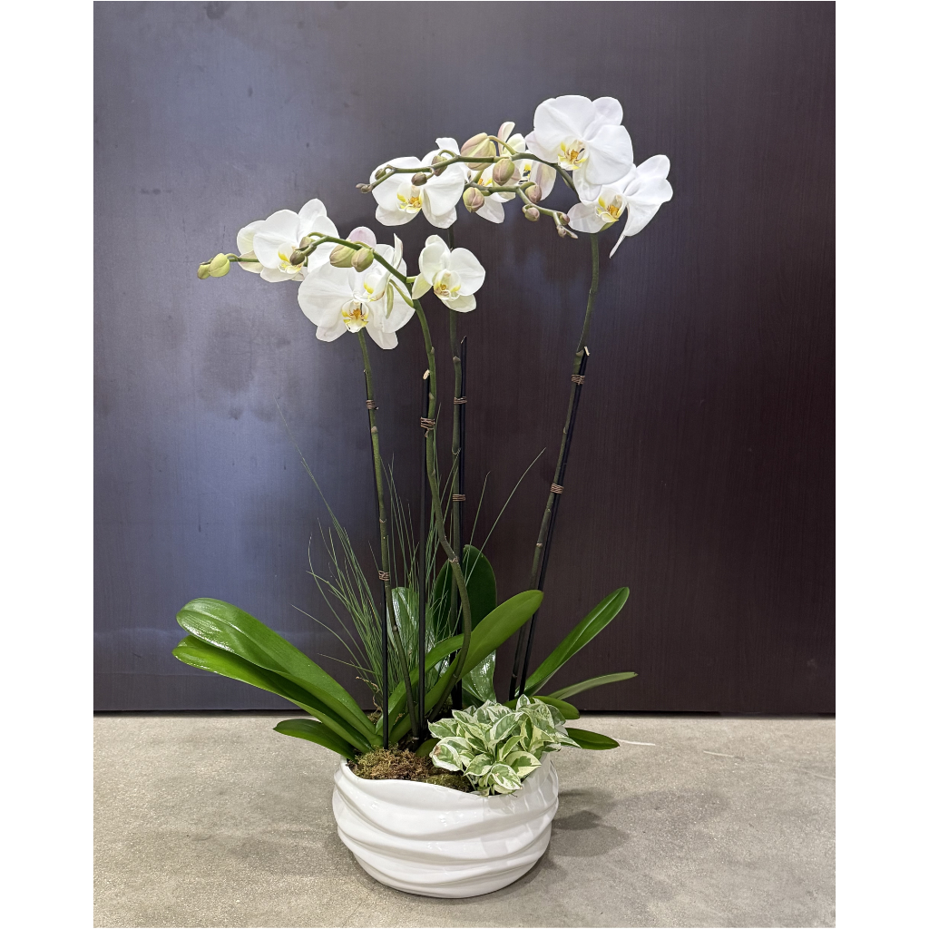 Modern Orchid Planter