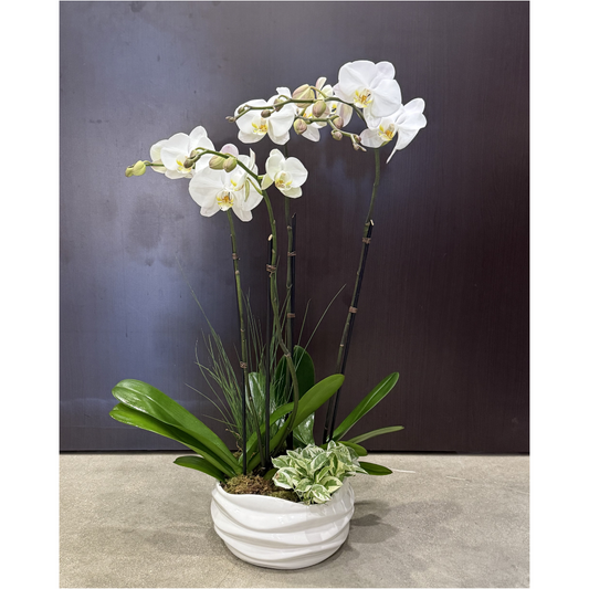 Modern Orchid Planter
