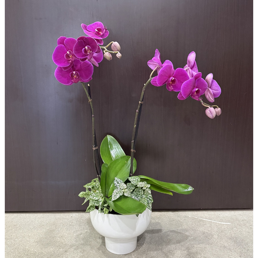 Orchid Compote