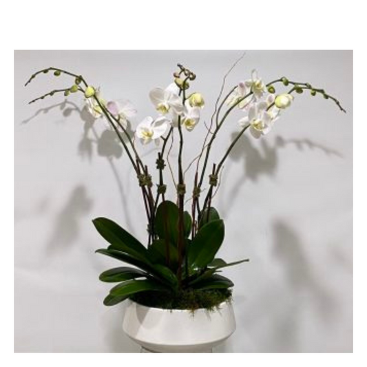 Orchid Housewarmer