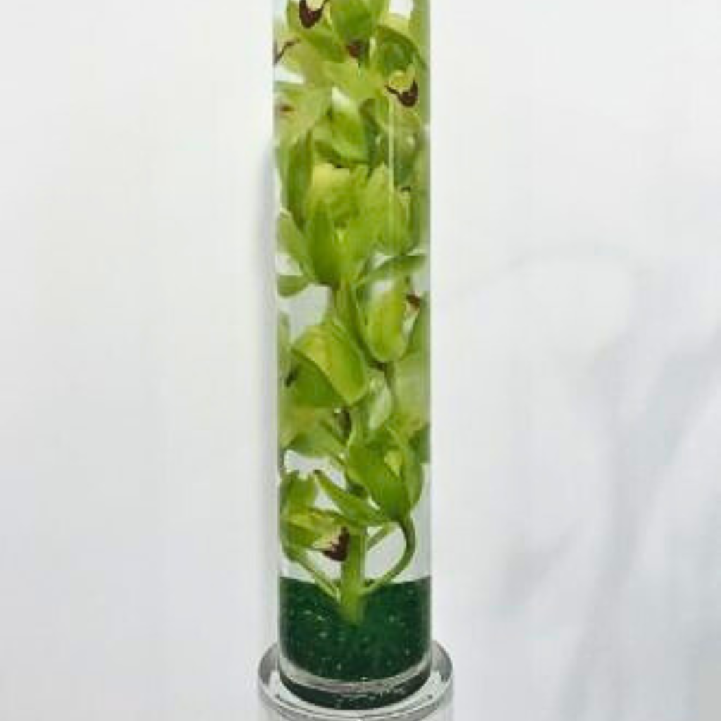 Orchids Under Glass