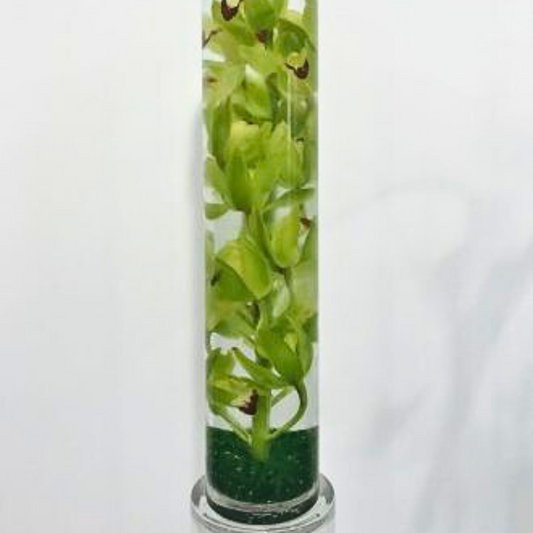 Orchids Under Glass