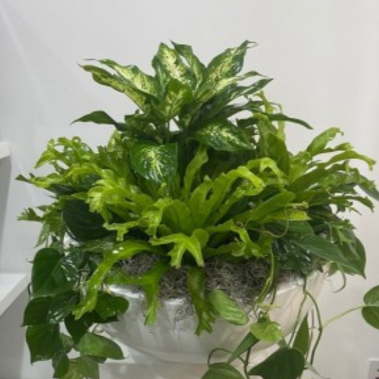 Premium Green Planter