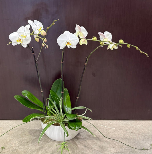 Triple Threat Orchid Planter