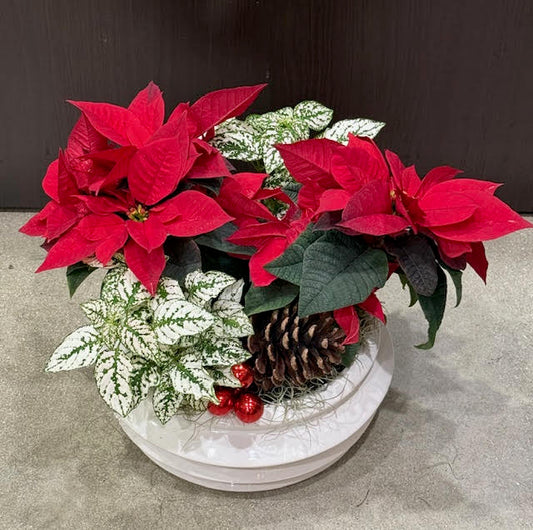 Poinsettia Planter
